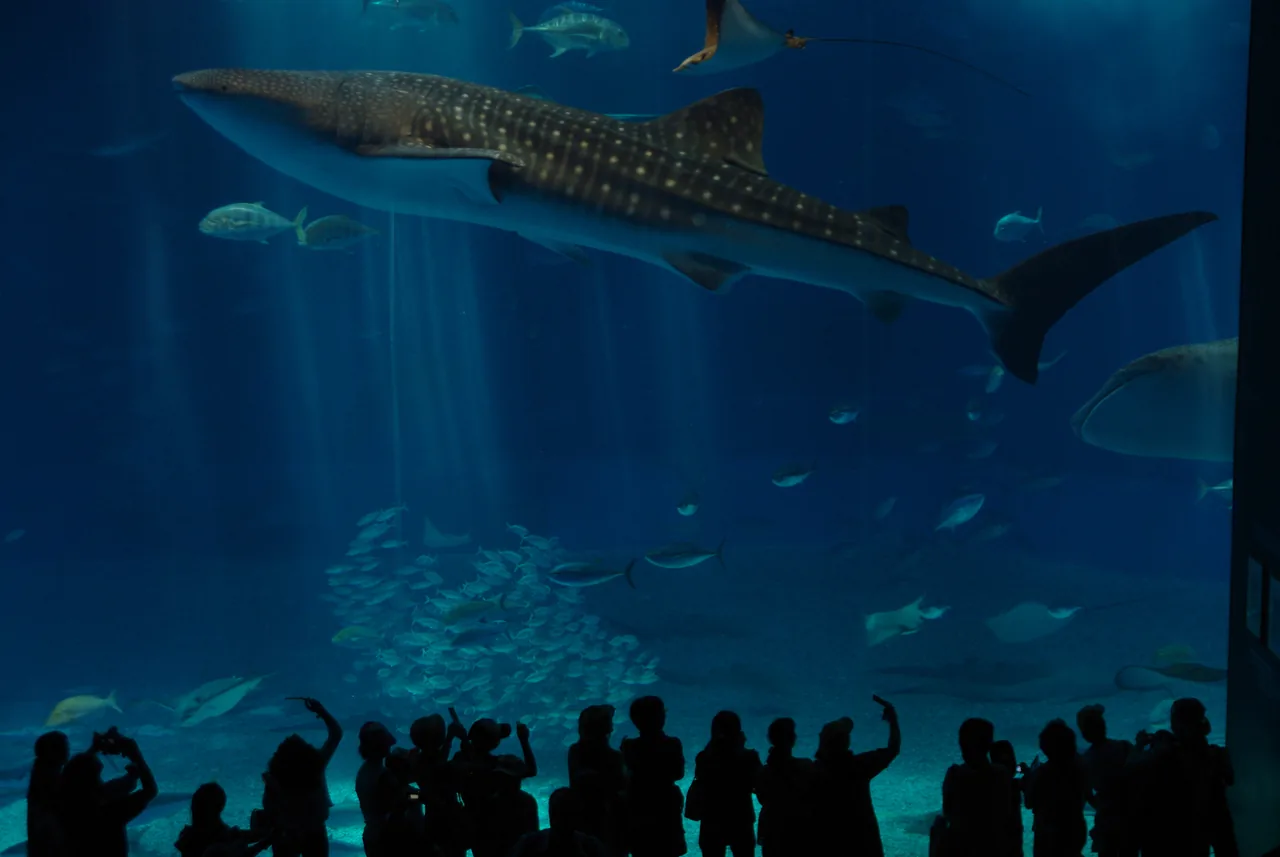 Whale sharks at Okinawa Churaumi Aquarium in Motobu