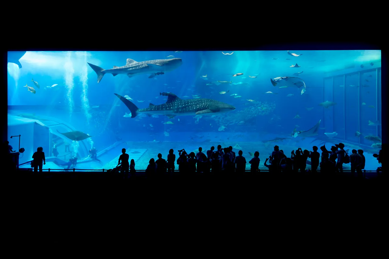 Whale sharks and manta rays in the Kuroshio Sea tank at Okinawa Churaumi Aquarium Whale sharks and manta rays in the Kuroshio Sea tank at Okinawa Churaumi Aquarium