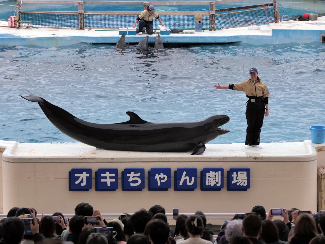 Okichan Theater dolphin show Dolphin show at Okichan Theater outside Okinawa Churaumi Aquarium