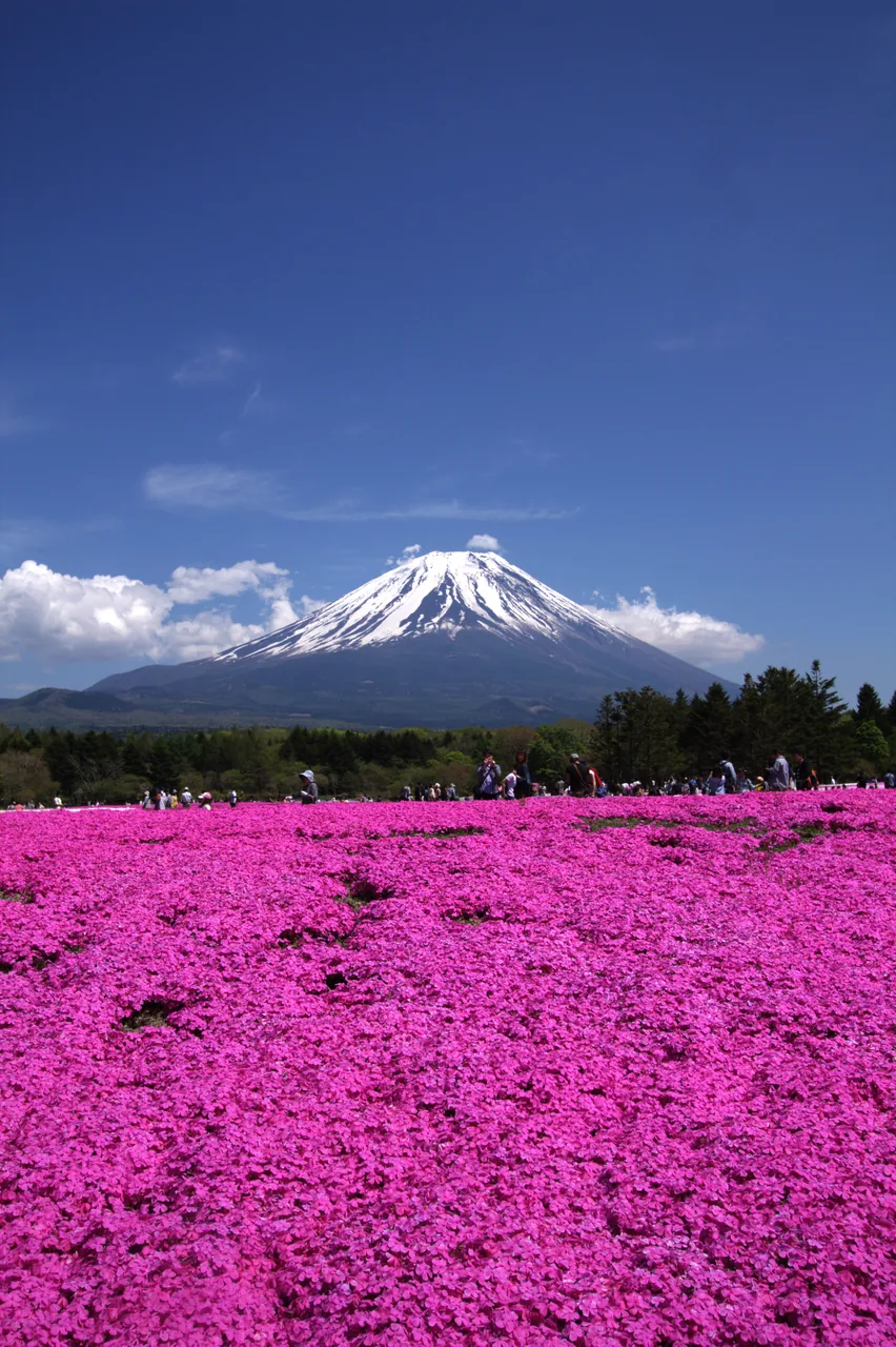 Pink moss phlox and Mt Fuji at the Fuji Shibazakura Festival