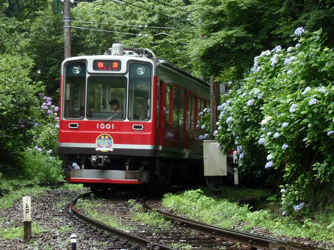 A Hakone Tozan Railway mountain train among hydrangeas