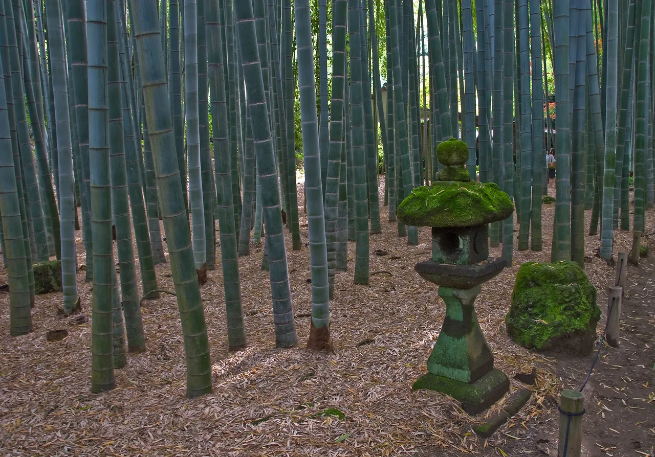 The moso bamboo grove at Hokokuji temple in Kamakura