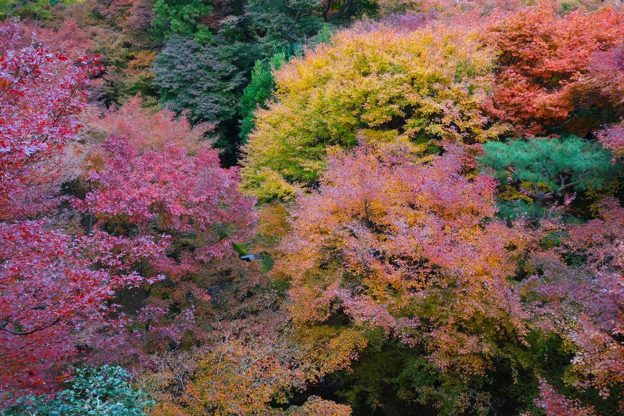 Bright red autumn maple leaves at Tofuku-ji temple in Kyoto Bright red autumn maple leaves at Tofuku-ji temple in Kyoto