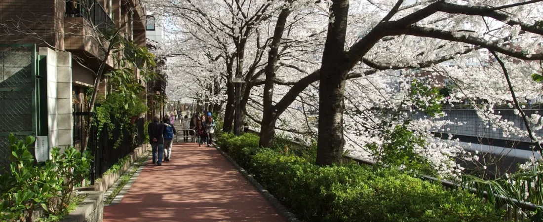 The Best Time to Visit Japan in 2026 (Season by Season)