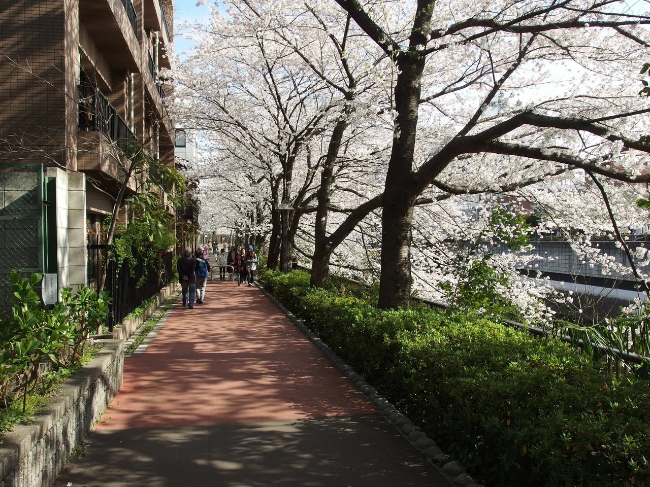 Cherry blossom trees in full bloom lining the Meguro River in Tokyo Cherry blossom trees in full bloom lining the Meguro River in Tokyo