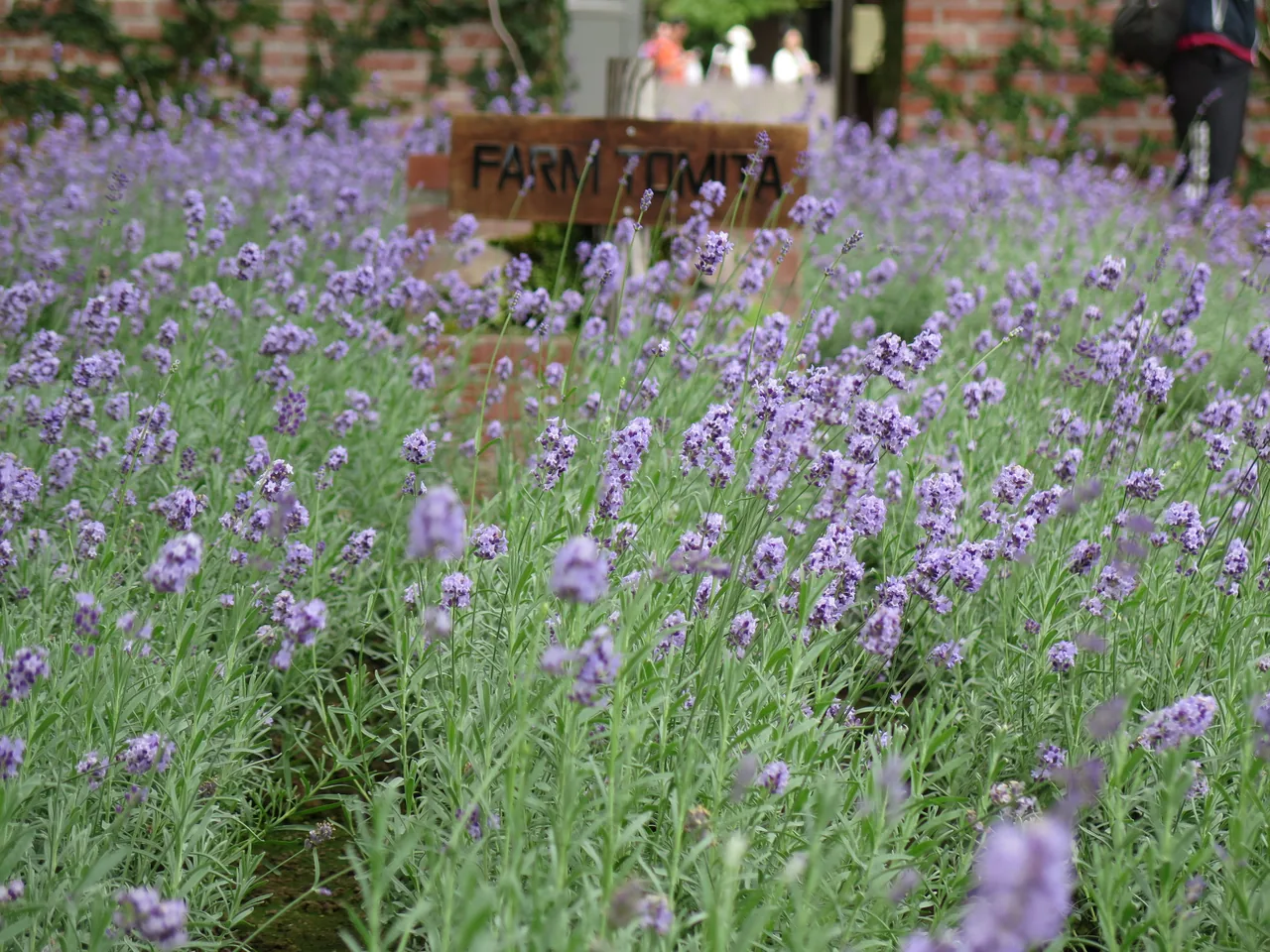 Rows of purple lavender at Farm Tomita in Furano, Hokkaido