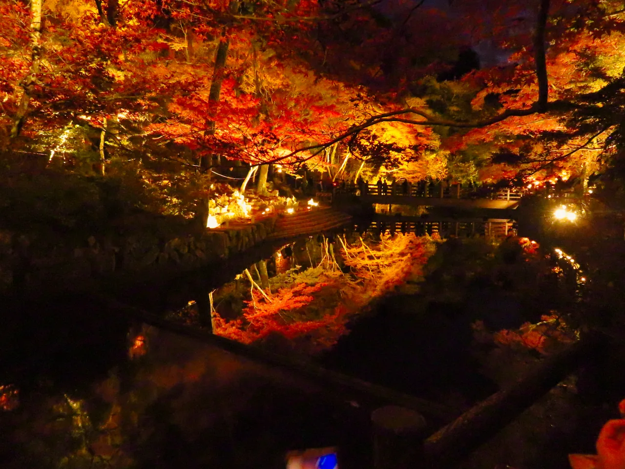 Red autumn maple leaves illuminated at night and reflected in water in November
