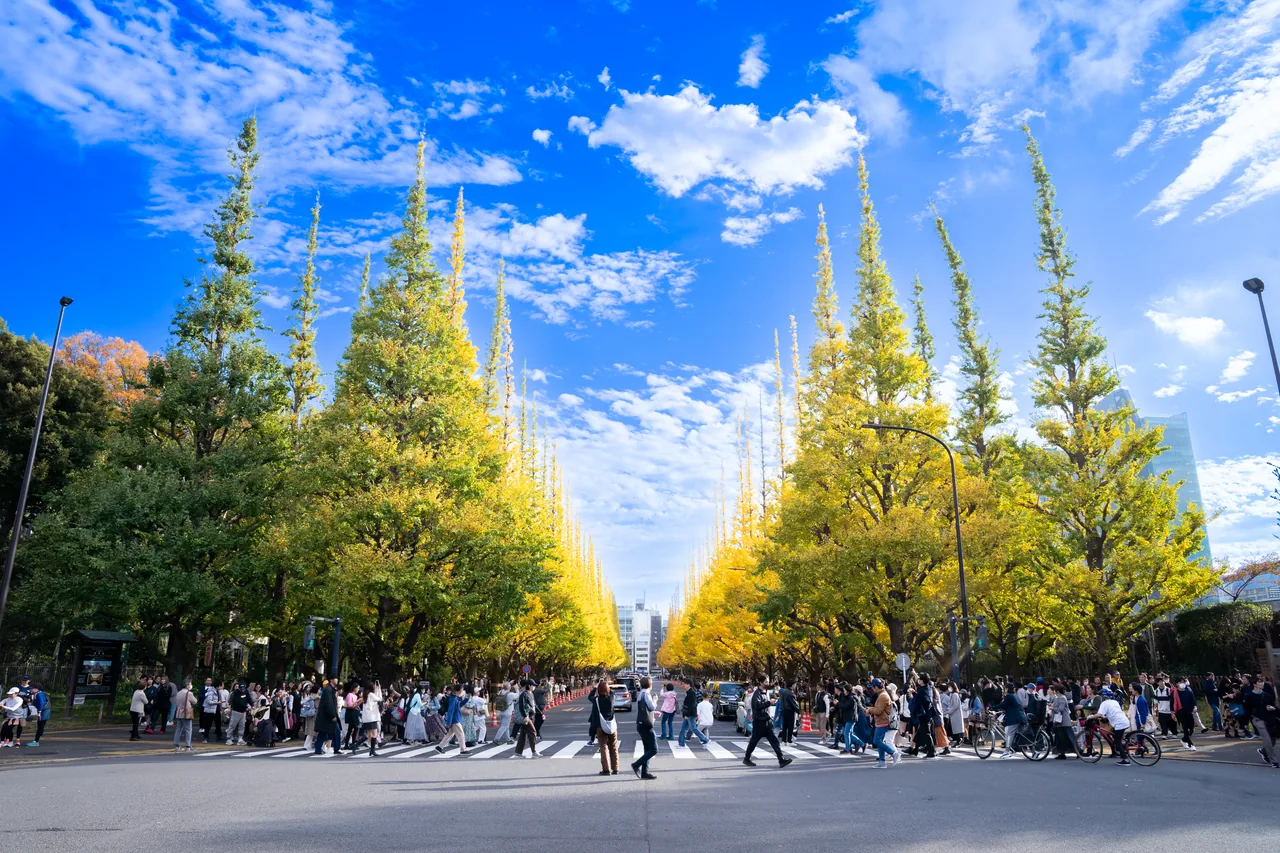 The golden ginkgo avenue at Meiji Jingu Gaien in Tokyo in late November