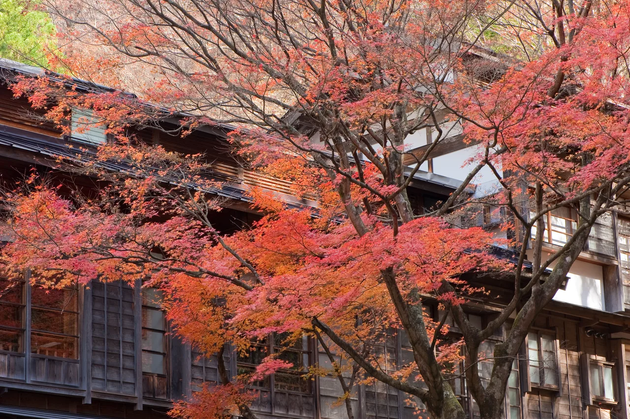 A historic Japanese hot spring framed by red and gold autumn foliage in November