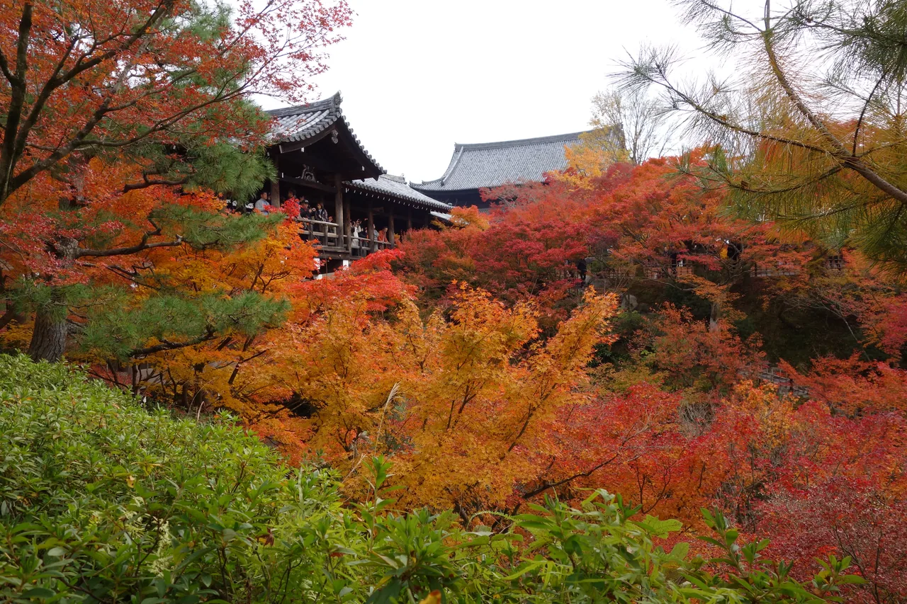 Red and orange maple leaves filling a temple valley in Kyoto in early December