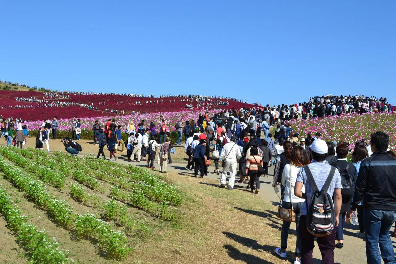 A hillside of crimson red kochia bushes at Hitachi Seaside Park in Ibaraki in mid-October