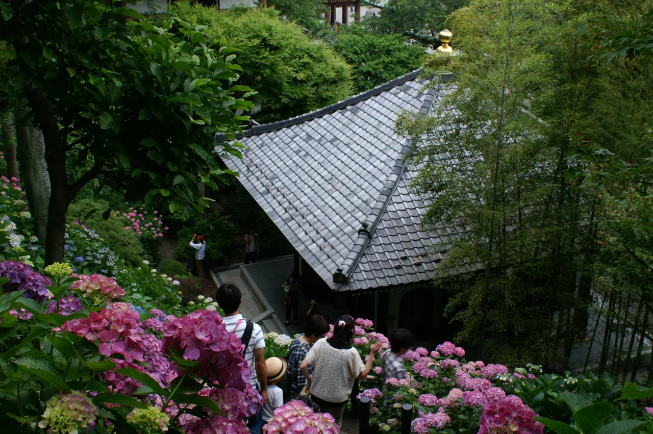 Blue and purple hydrangeas in the rain at Hase-dera Temple