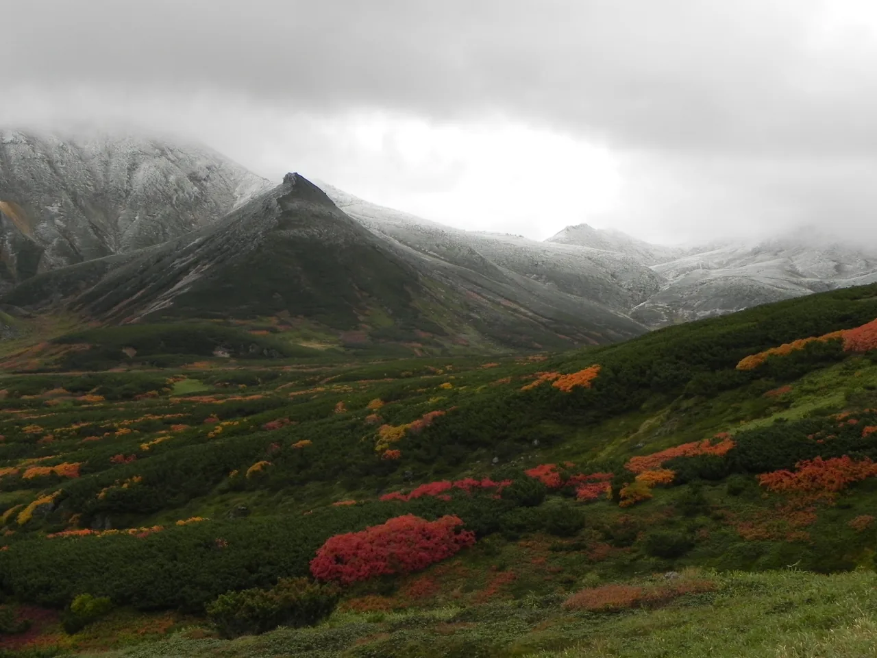 Early autumn leaves turning red on the slopes of Daisetsuzan in Hokkaido in September