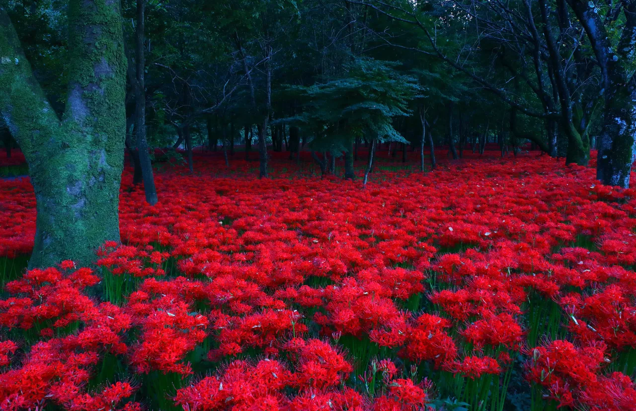 A field of crimson red spider lilies (higanbana) in bloom at Kinchakuda near Tokyo in late September