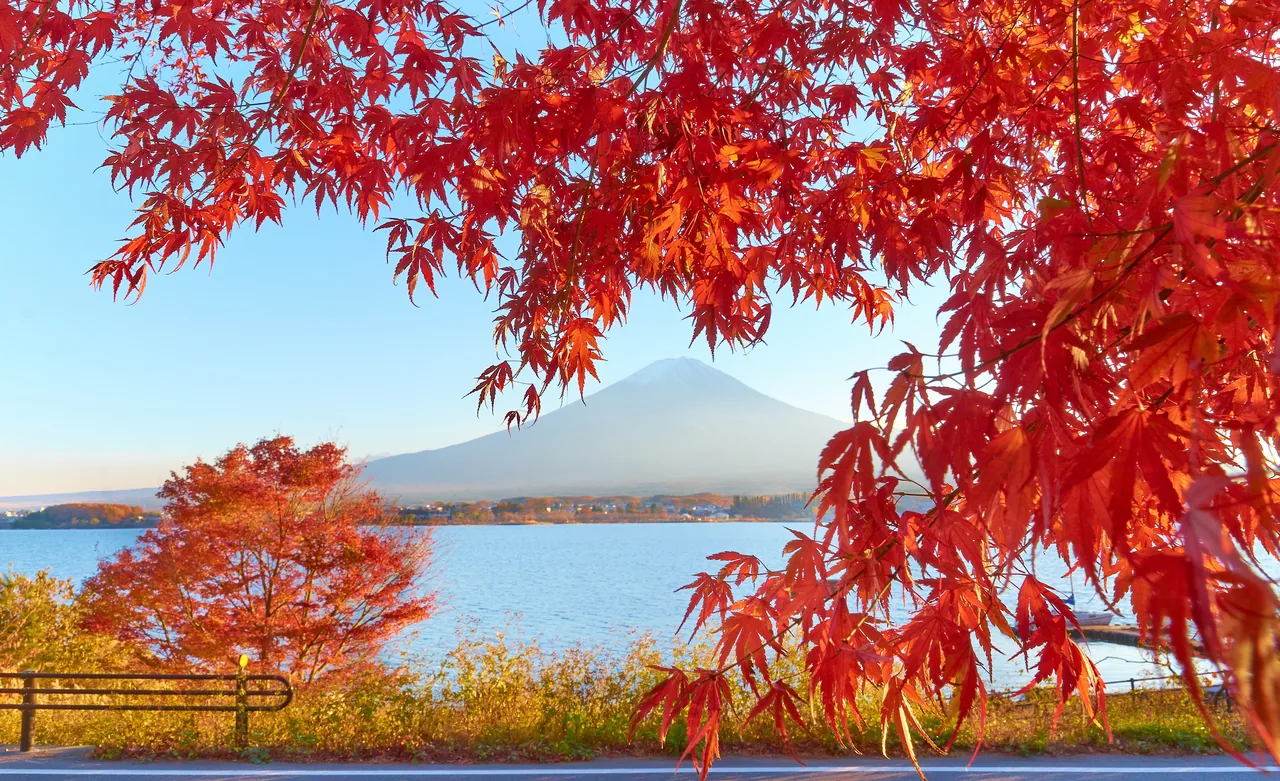Mount Fuji rising beyond Lake Kawaguchi framed by red autumn maple leaves at sunset