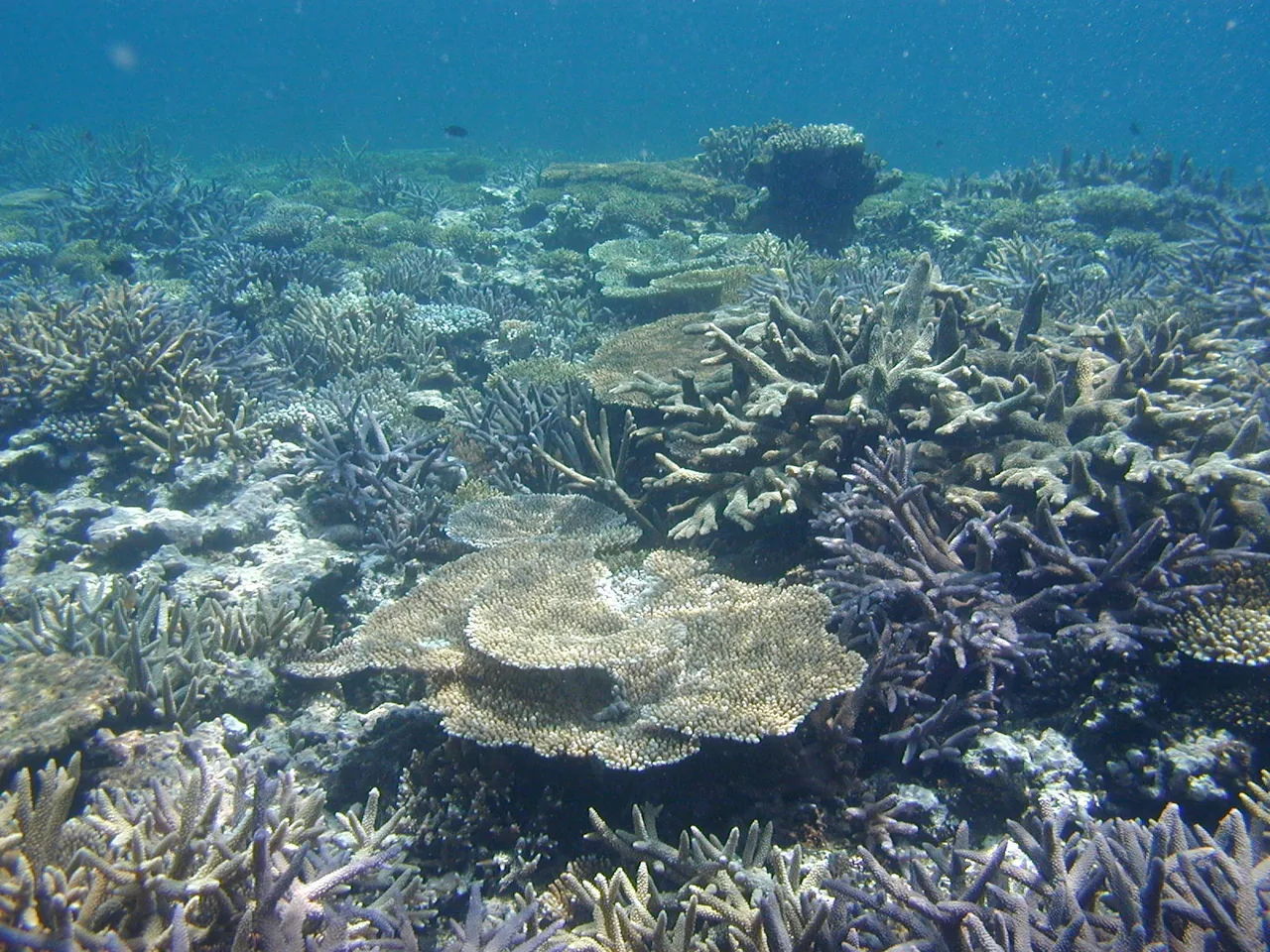 Dense, healthy coral at Yabiji, the largest reef in Japan and as close as the country gets to the Great Barrier Reef.