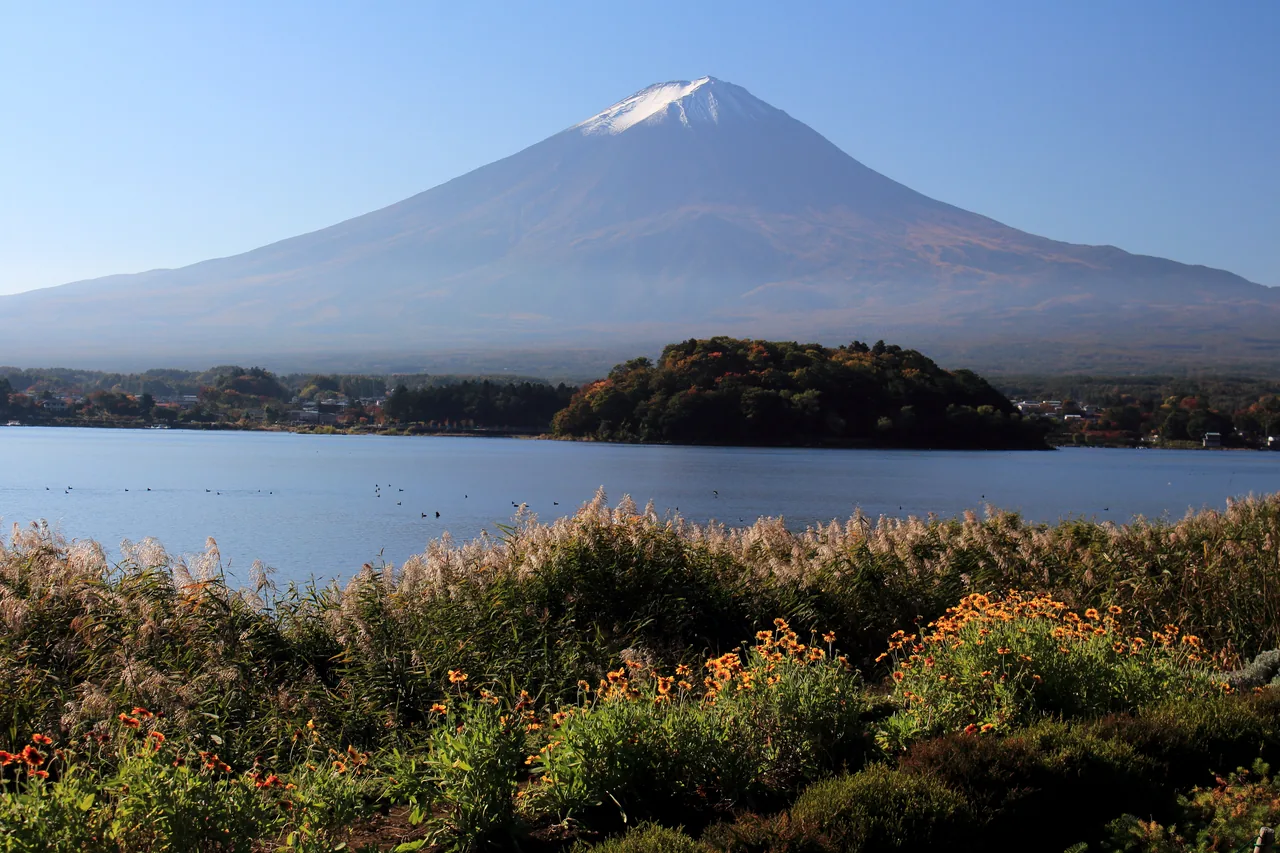 Mt Fuji over Lake Kawaguchi with autumn grasses and flowers at Oishi Park