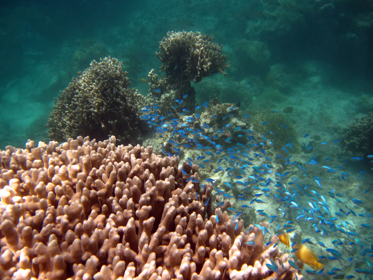Coral and a school of tropical fish in Okinawa's clear water Coral and a school of tropical fish in Okinawa's clear water