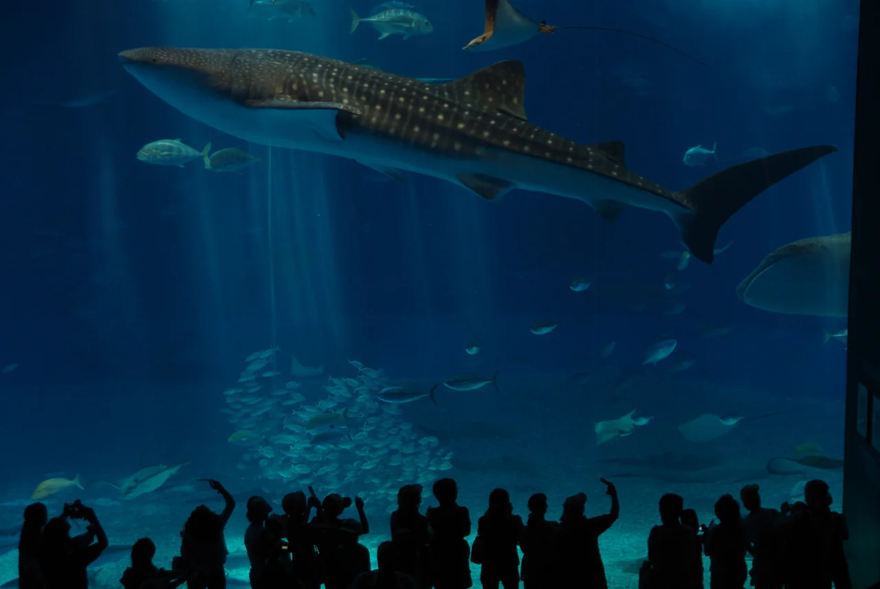 Whale shark in the Kuroshio Tank at Churaumi Aquarium