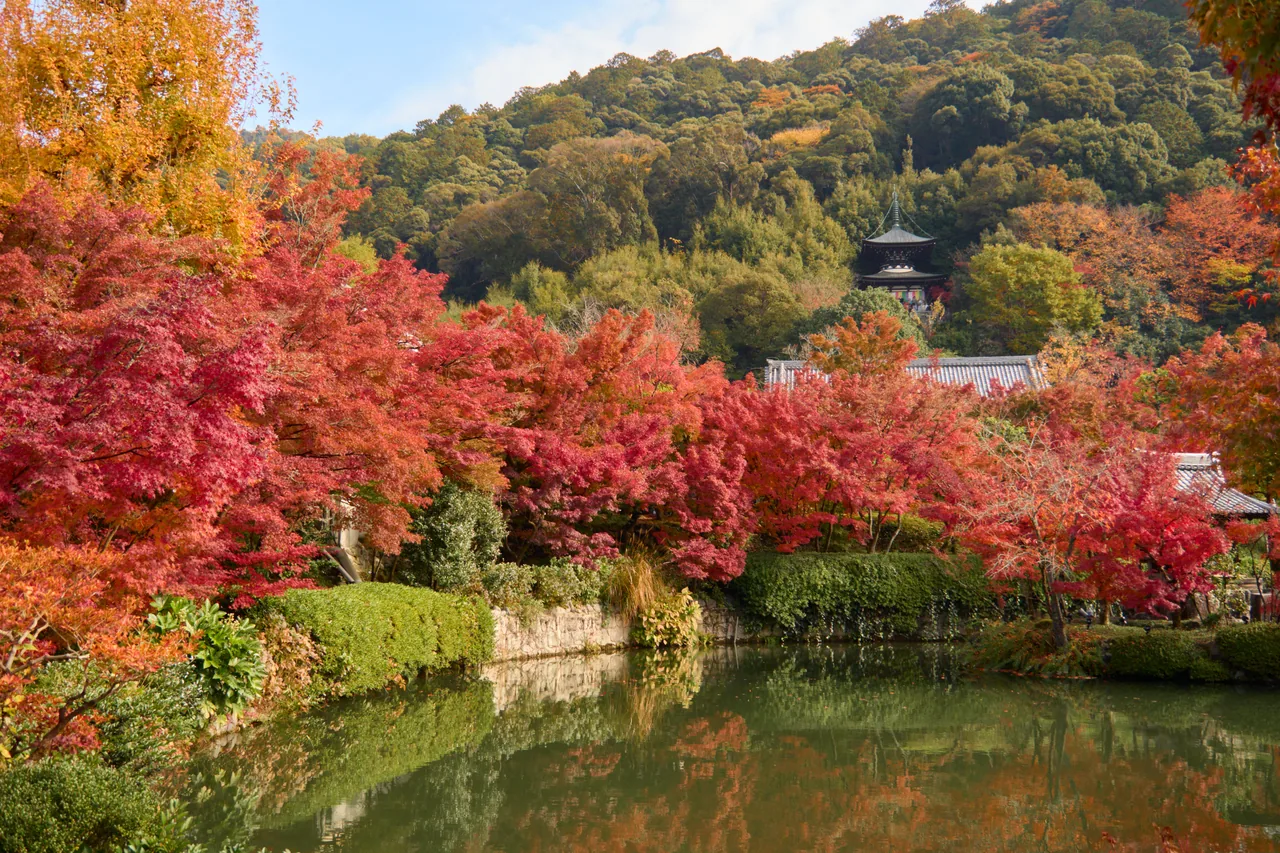 A wooden temple hall on a hillside surrounded by maples at full red, with a stone path leading up through the trees A wooden temple hall on a hillside surrounded by maples at full red, with a stone path leading up through the trees