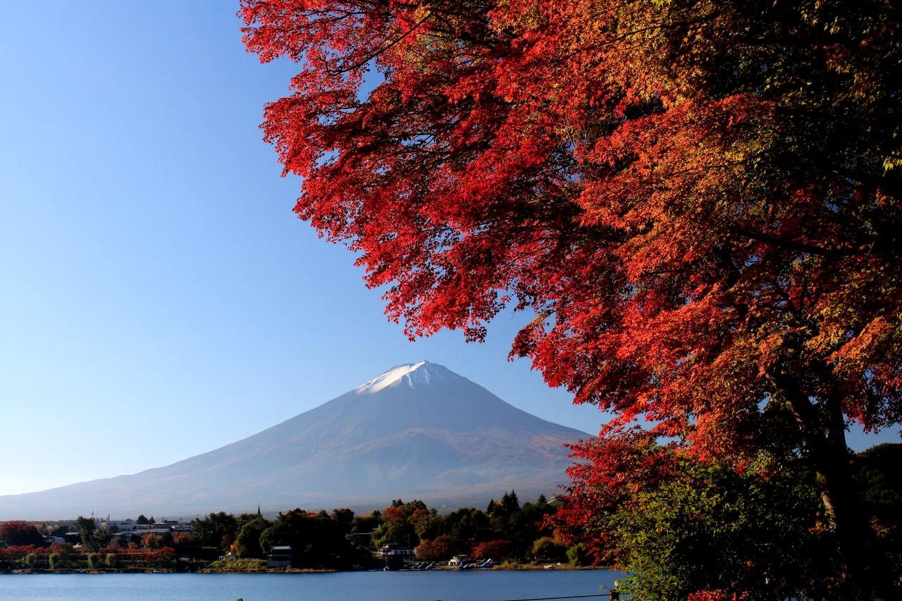 Mount Fuji seen across a calm lake, with a corridor of red maples in the foreground Mount Fuji seen across a calm lake, with a corridor of red maples in the foreground