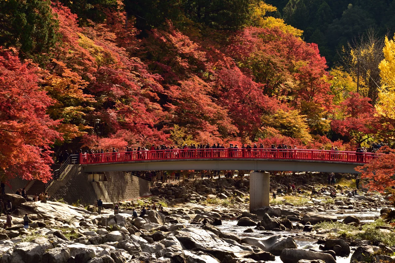 A red-painted footbridge crossing a narrow gorge under a dense canopy of red and orange maples A red-painted footbridge crossing a narrow gorge under a dense canopy of red and orange maples