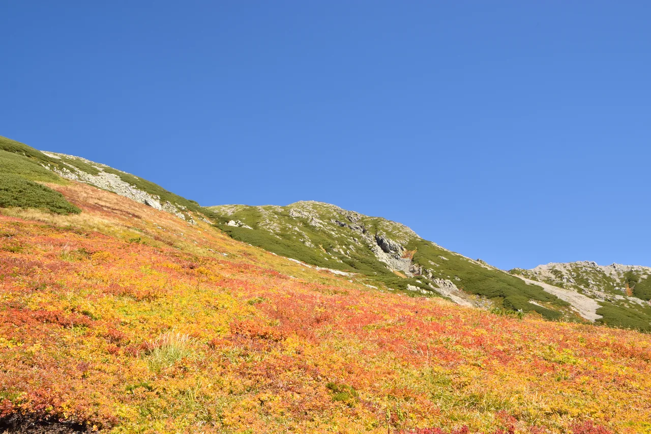 A high alpine plateau of red and gold shrubs below bare volcanic peaks, with a walking trail crossing the slope A high alpine plateau of red and gold shrubs below bare volcanic peaks, with a walking trail crossing the slope
