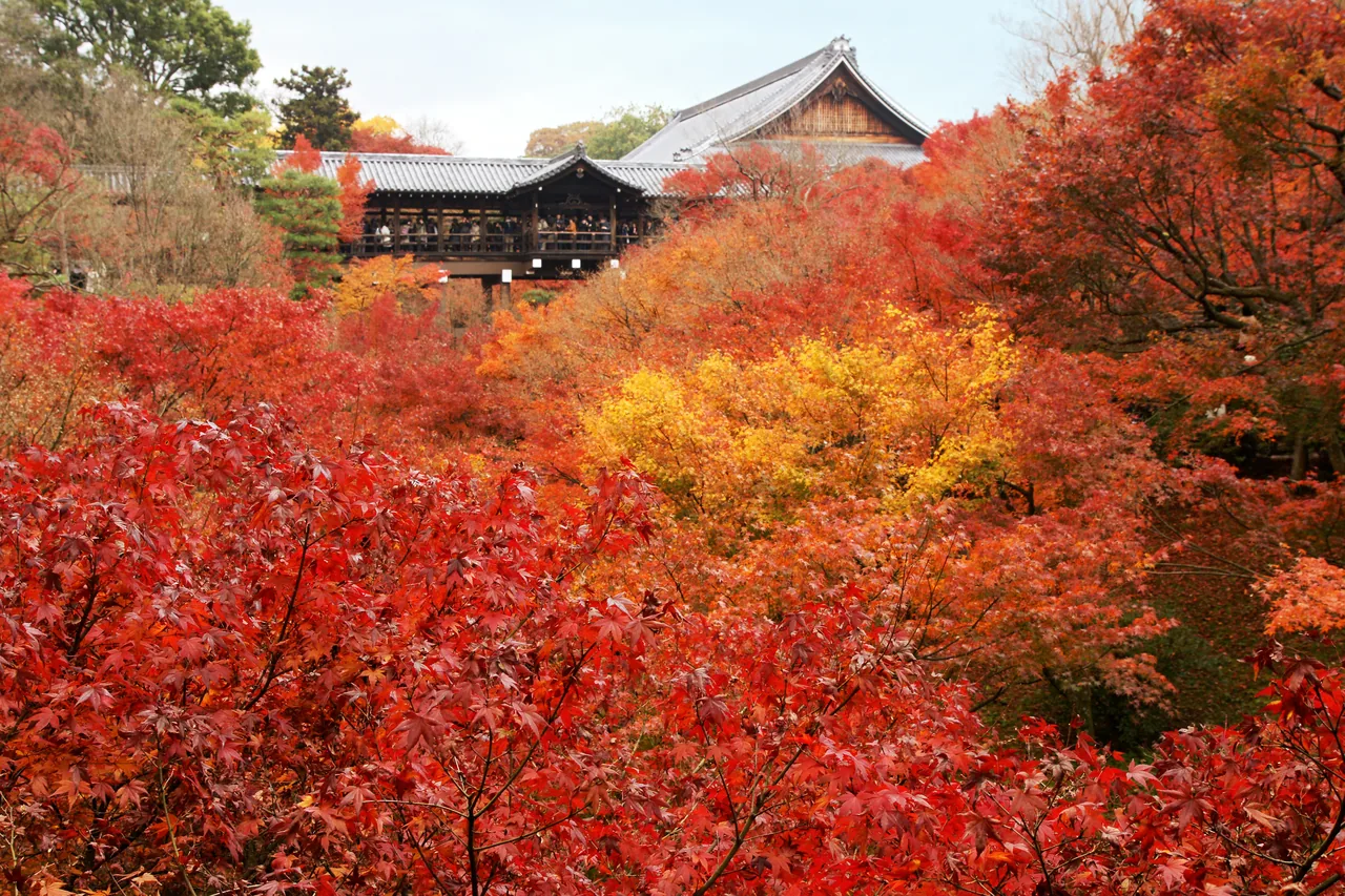 A wooden temple veranda above a garden of deep red maples, with visitors walking a stone path below A wooden temple veranda above a garden of deep red maples, with visitors walking a stone path below