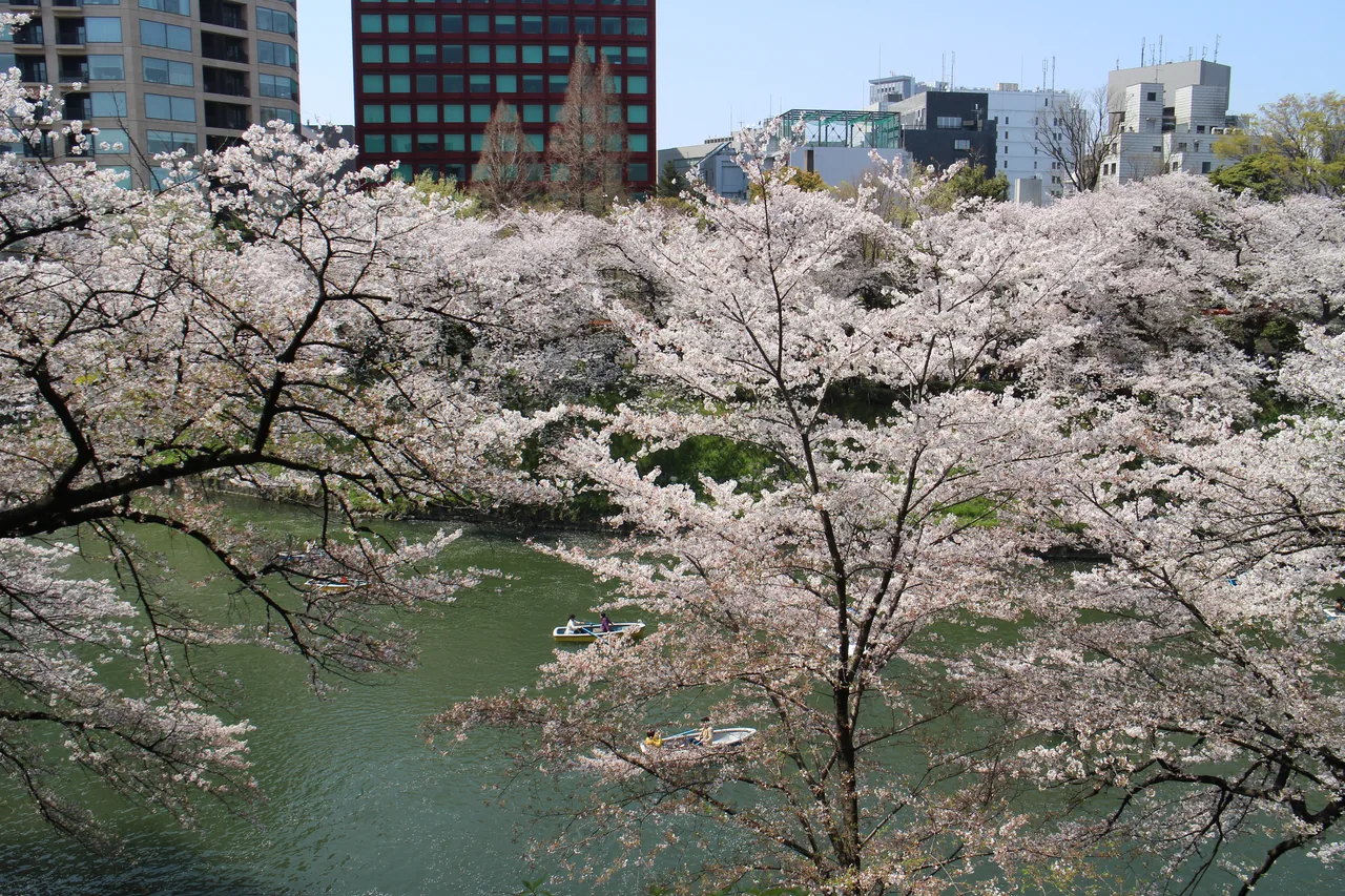 Cherry trees leaning over a narrow Tokyo canal at full bloom, branches almost meeting above the water Cherry trees leaning over a narrow Tokyo canal at full bloom, branches almost meeting above the water