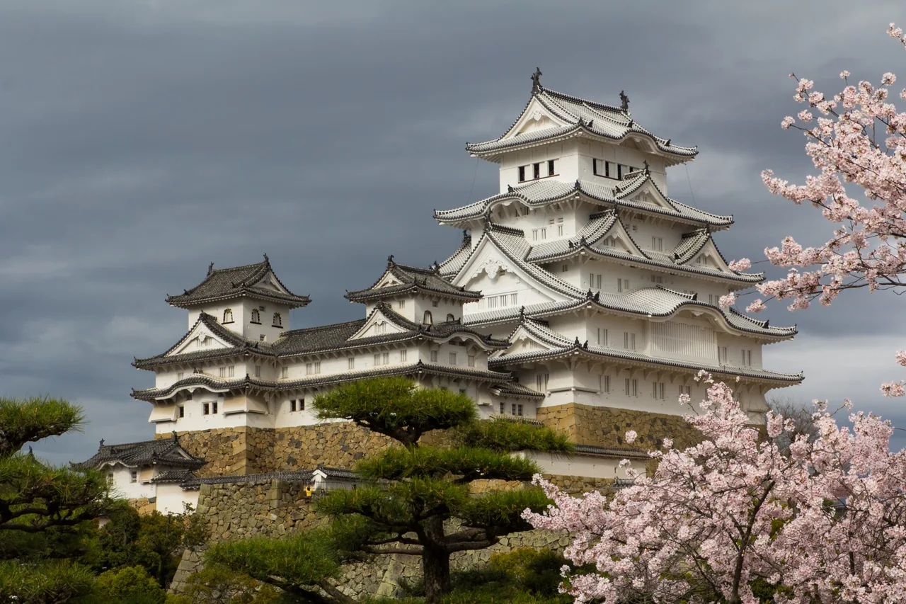 A pale pink cherry tree at full bloom in front of a Japanese castle keep, with more blossom along the moat behind it A pale pink cherry tree at full bloom in front of a Japanese castle keep, with more blossom along the moat behind it