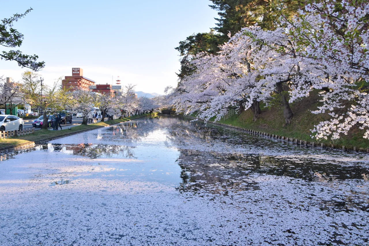 Cherry blossom around the moat of Hirosaki Castle in Aomori in late April, with the castle keep behind the trees Cherry blossom around the moat of Hirosaki Castle in Aomori in late April, with the castle keep behind the trees