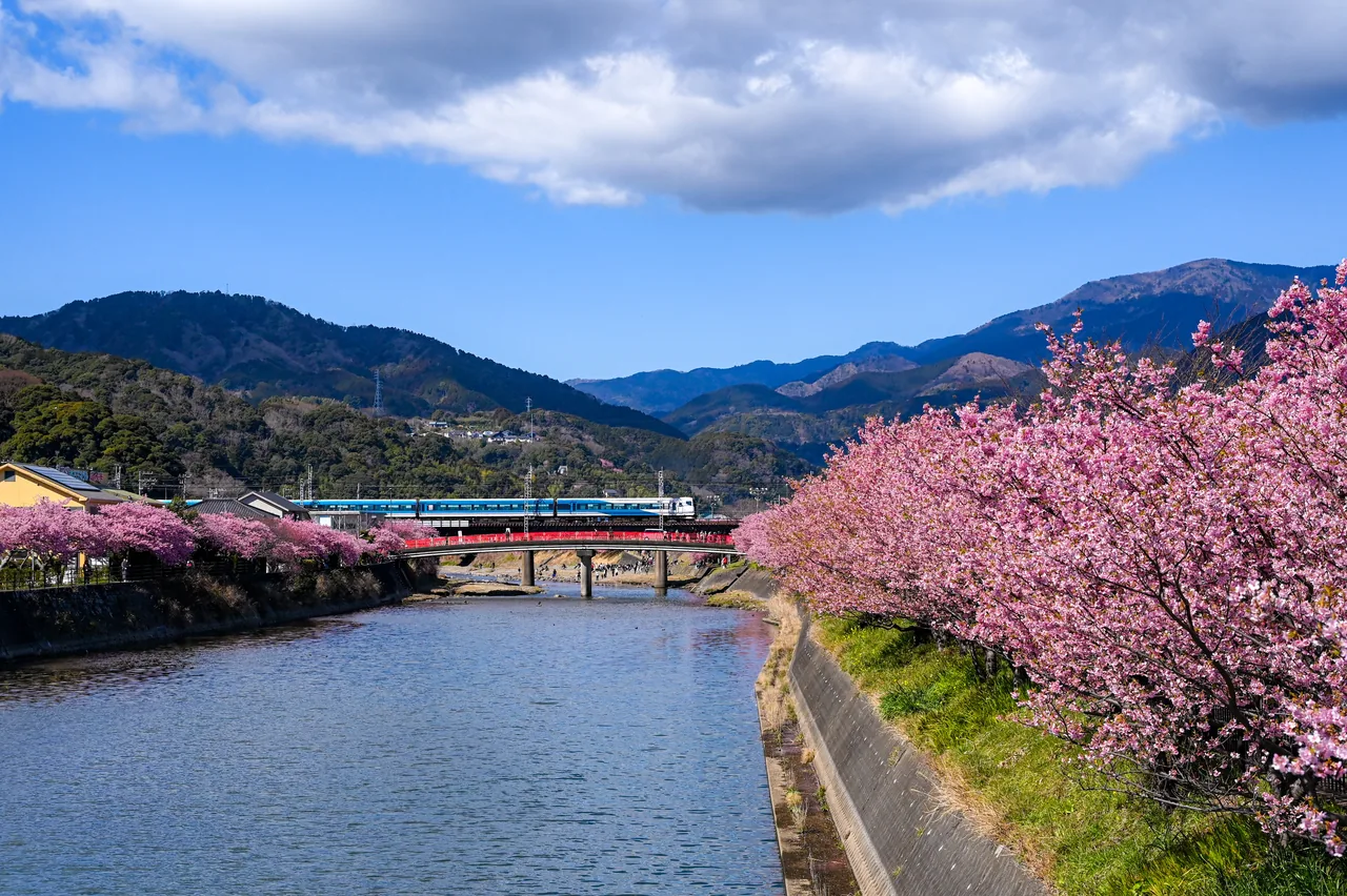 Deep pink Kawazu-zakura in full bloom along both banks of a river in February, with bare winter hills behind Deep pink Kawazu-zakura in full bloom along both banks of a river in February, with bare winter hills behind