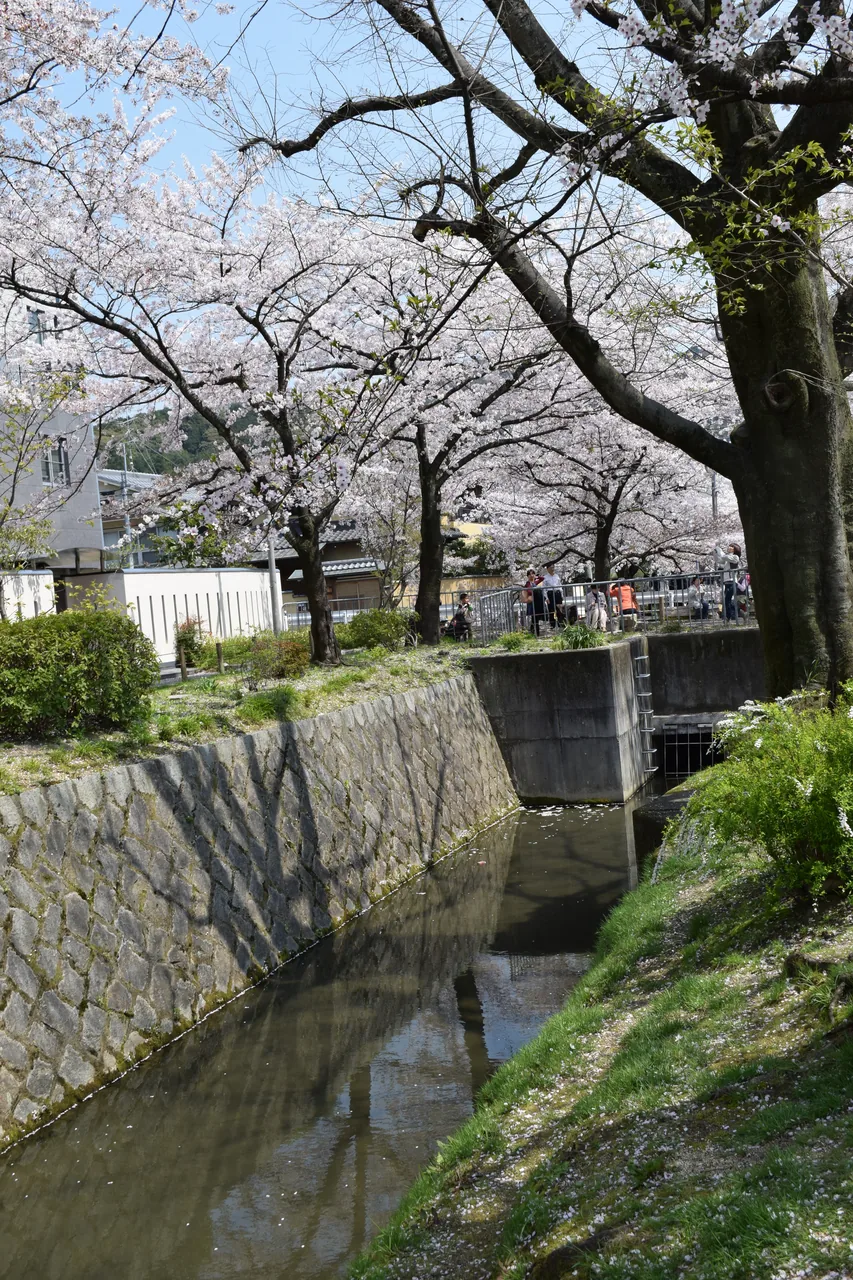 Cherry blossom over a stone-edged Kyoto canal beside a temple wall, petals on the surface of the water Cherry blossom over a stone-edged Kyoto canal beside a temple wall, petals on the surface of the water