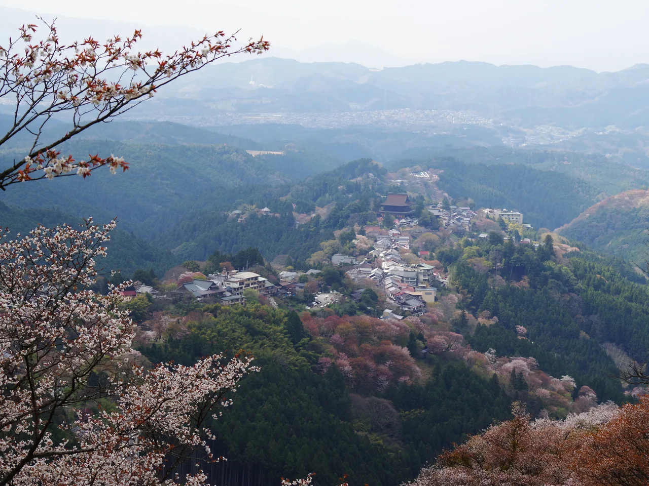 Thousands of cherry trees in bloom covering the slopes of Mount Yoshino, with temple roofs among them Thousands of cherry trees in bloom covering the slopes of Mount Yoshino, with temple roofs among them