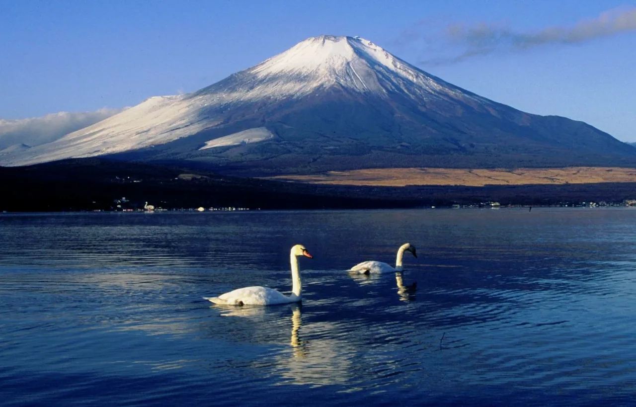 Snow-capped Mount Fuji rising beyond a lake with swans on the water in December