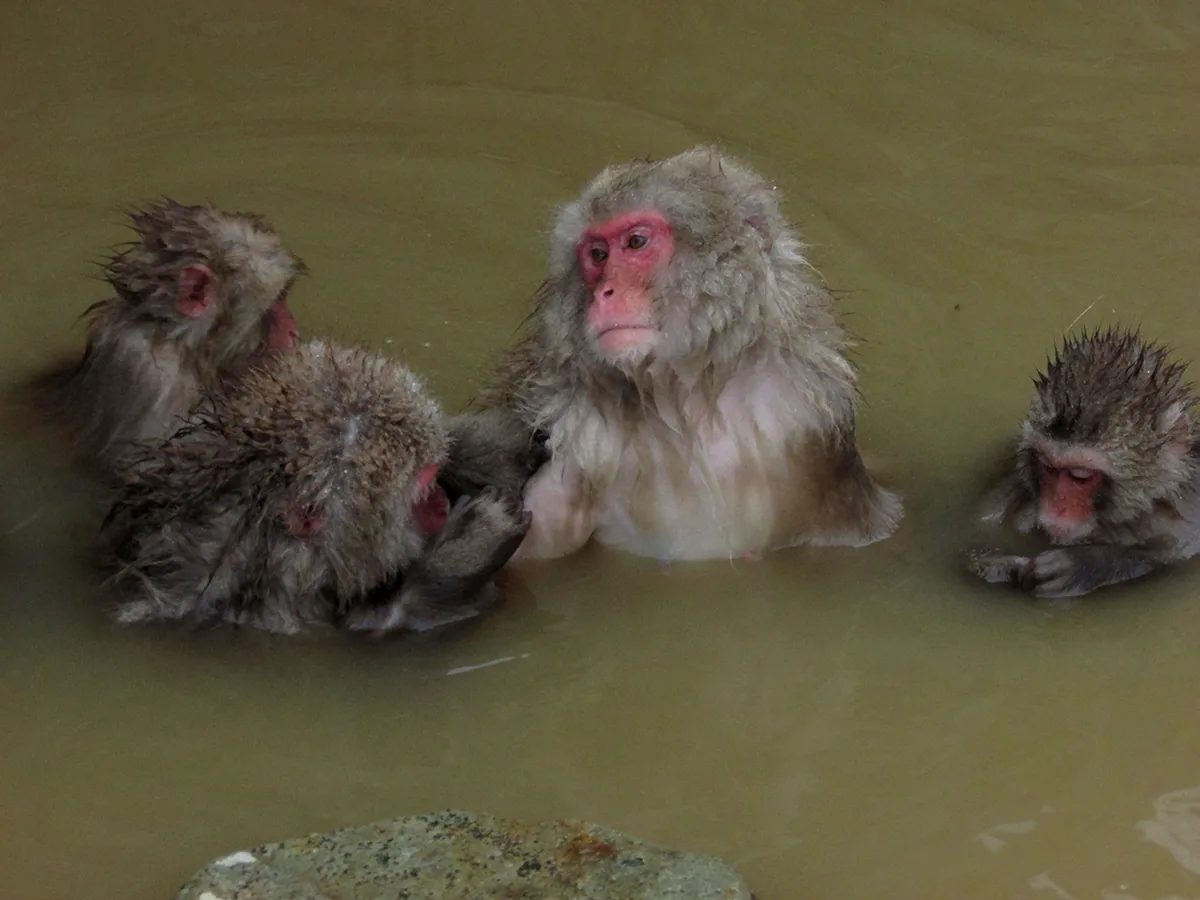 Japanese macaques sitting in a steaming hot spring pool at Jigokudani in Nagano