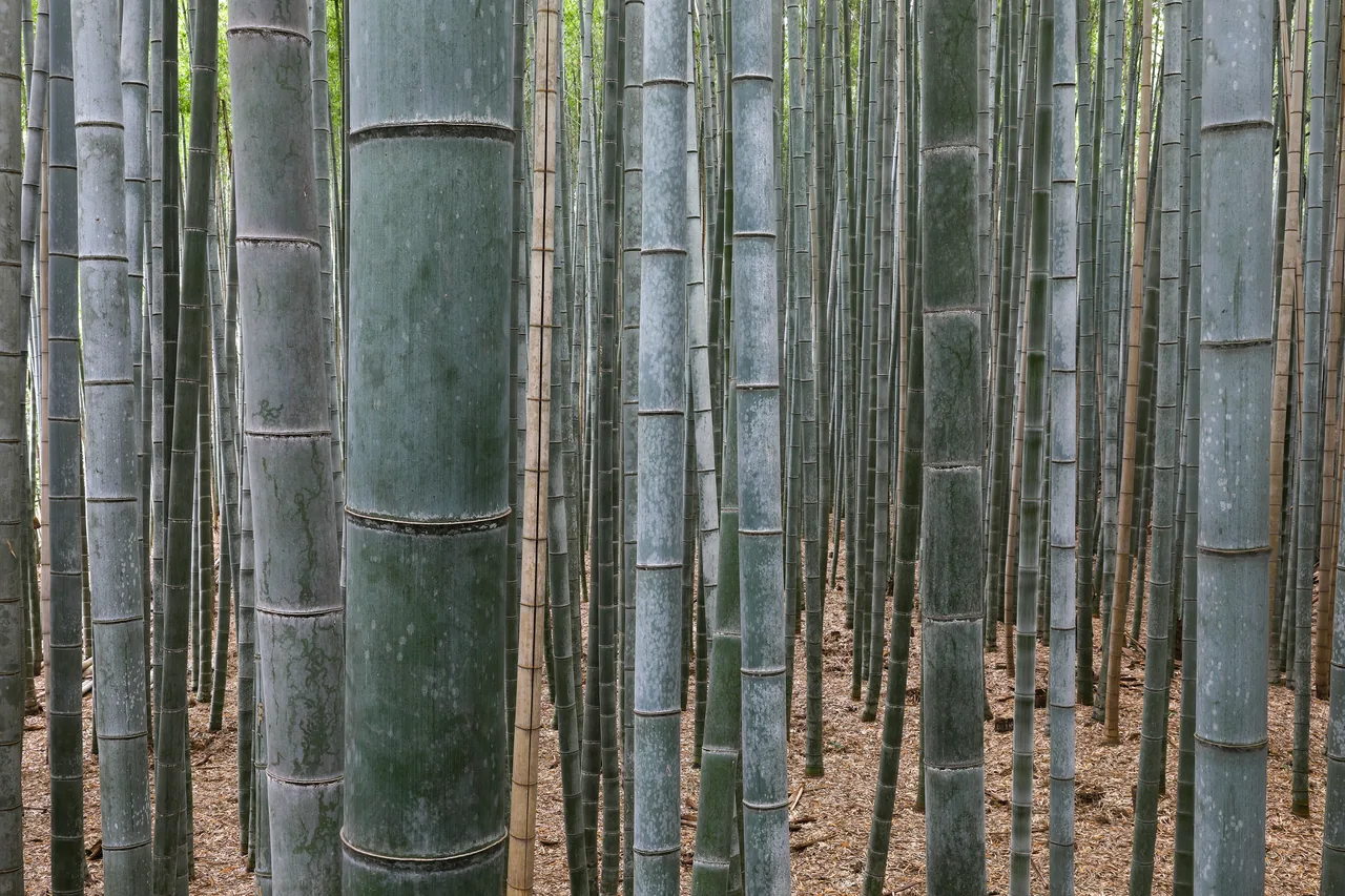 The towering bamboo of the Arashiyama Bamboo Grove in Kyoto The towering bamboo of the Arashiyama Bamboo Grove in Kyoto