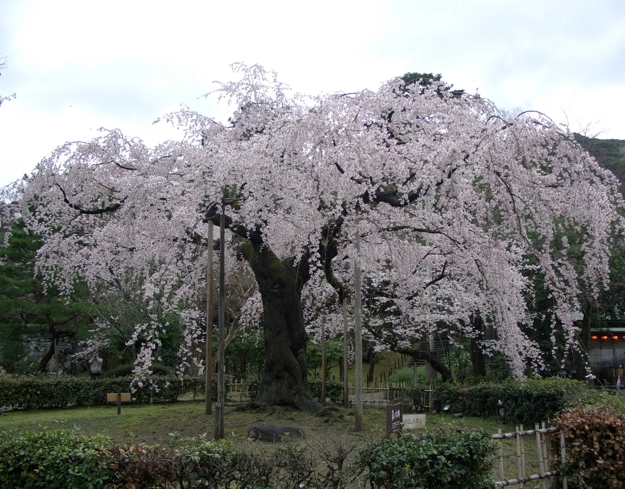 A weeping cherry tree in full bloom in a Kyoto park in spring A weeping cherry tree in full bloom in a Kyoto park in spring