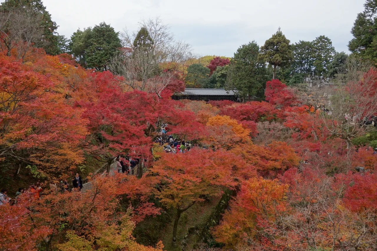 Autumn maple foliage at Tofuku-ji temple in Kyoto Autumn maple foliage at Tofuku-ji temple in Kyoto