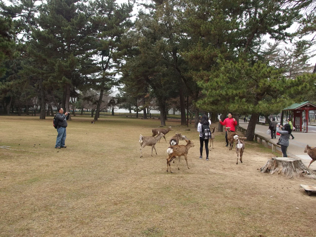 Tourists feeding the free-roaming deer of Nara Park Tourists feeding the free-roaming deer of Nara Park