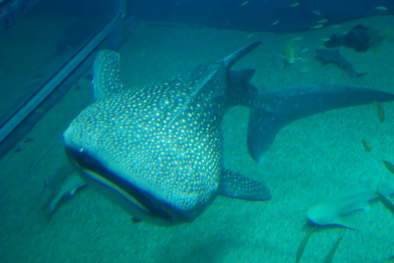 A whale shark in the main tank of Osaka Aquarium Kaiyukan A whale shark in the main tank of Osaka Aquarium Kaiyukan