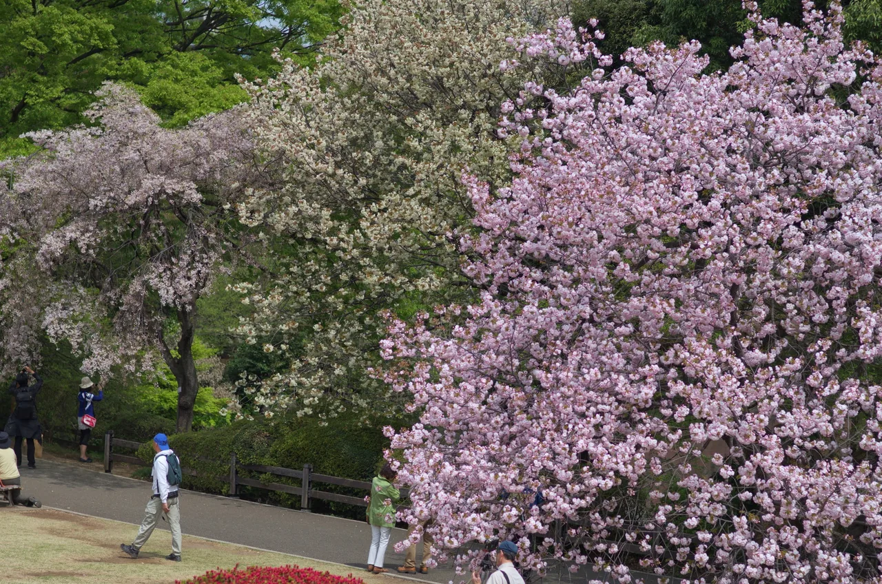 Cherry blossoms in bloom at Shinjuku Gyoen National Garden