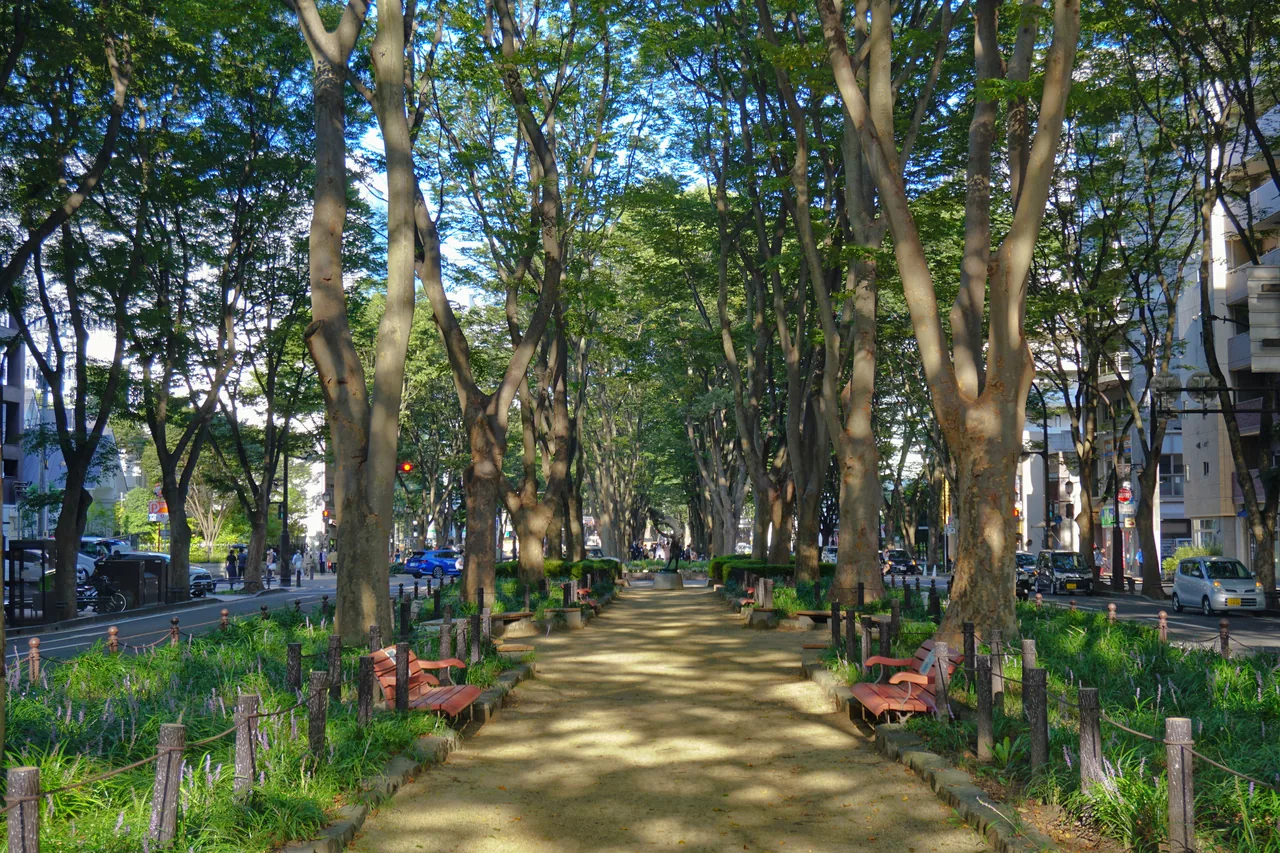 The central walkway of Jozenji-dori with zelkova trees on both sides and benches along it