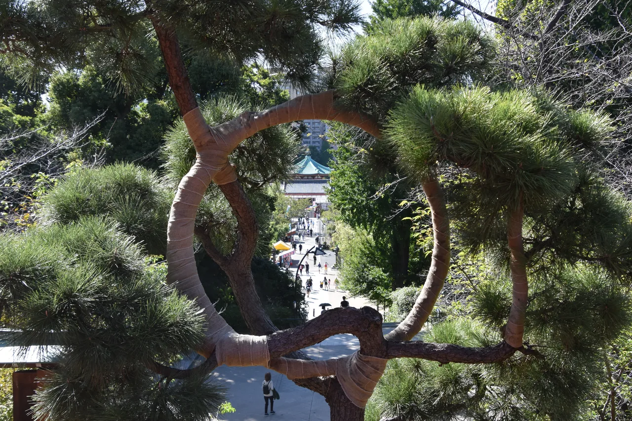 A pine trained into a complete circle in front of a temple hall, with the park and pond visible through the ring