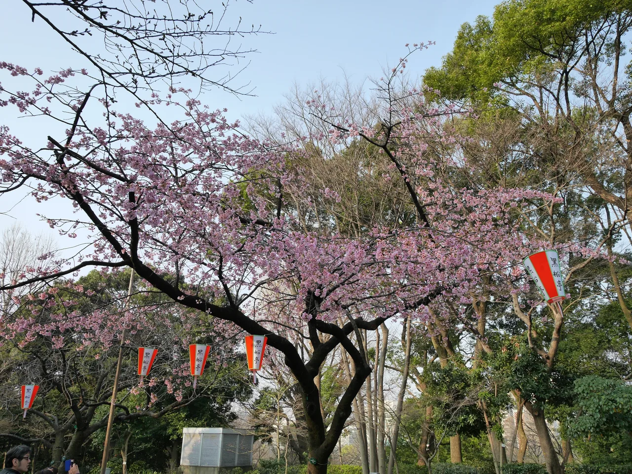 Cherry branches in full bloom with red paper lanterns strung underneath them