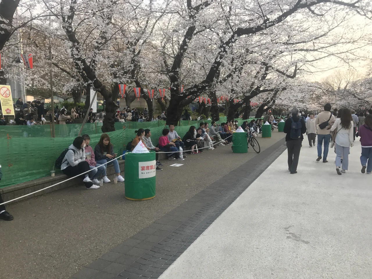 The central avenue of Ueno Park under cherry blossom, people walking along it with low green barriers set along both sides of the path
