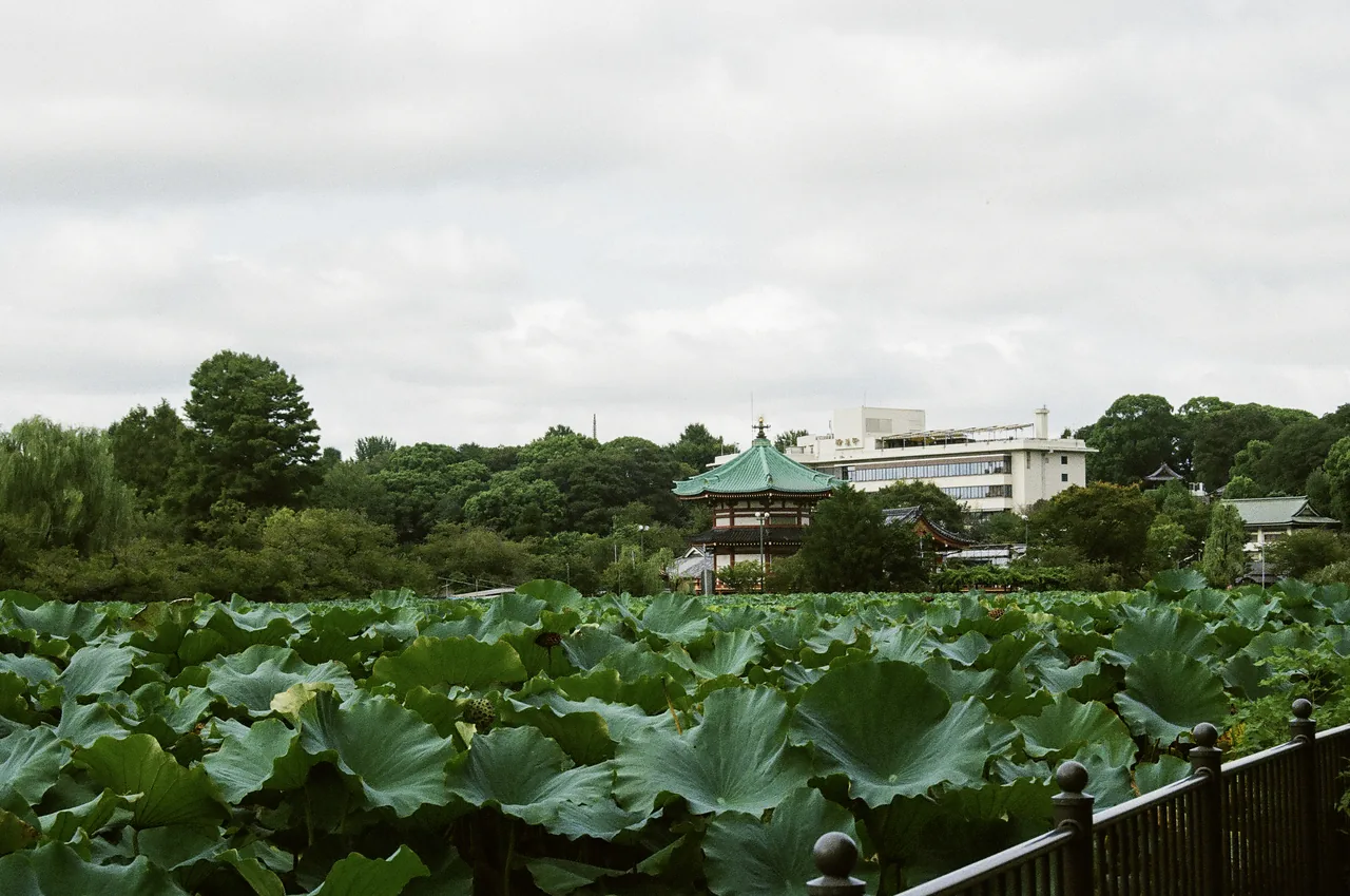 Shinobazu Pond in summer with lotus leaves covering the water from bank to bank