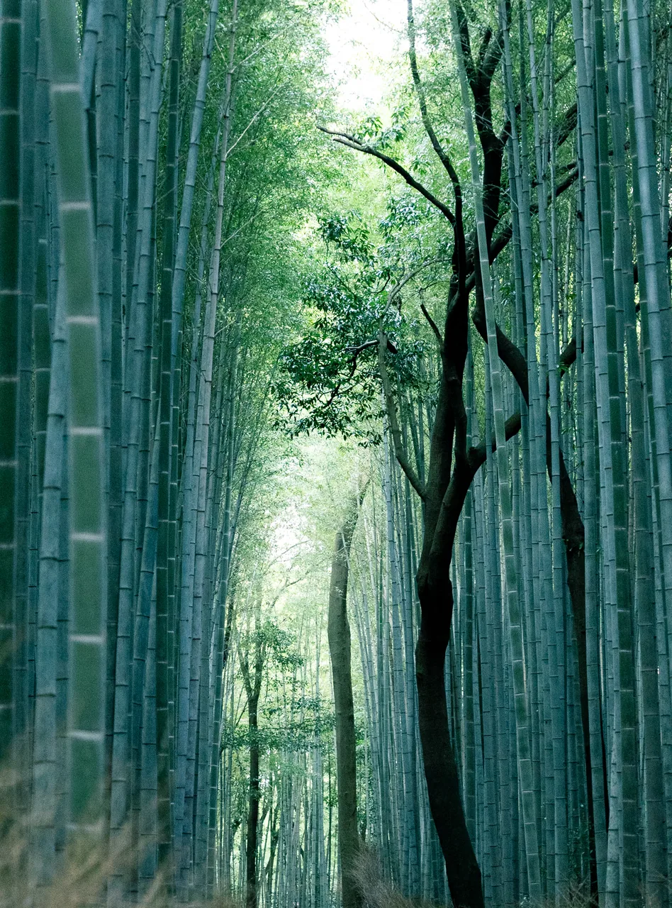 Tall green bamboo stems lining the narrow walking path in Arashiyama