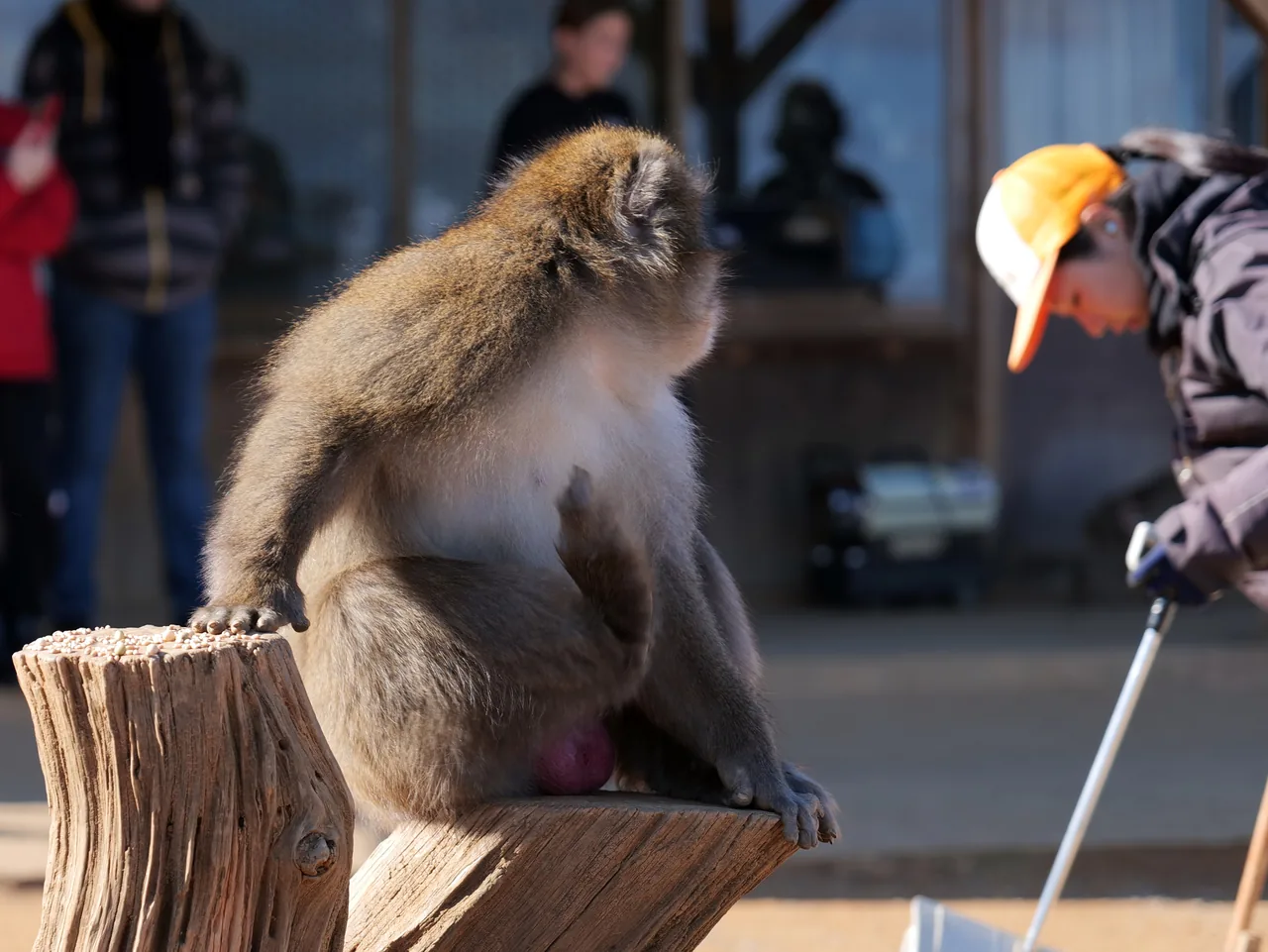 A Japanese macaque sitting on a wooden rail at Iwatayama in Arashiyama