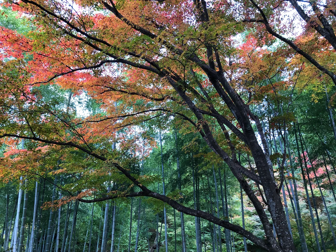 Red maple leaves and bamboo together in the grounds of Jojakko-ji